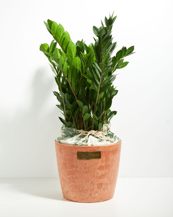 Lush green ZZ plant in a terracotta-style Lively Root ceramic pot against a white background.