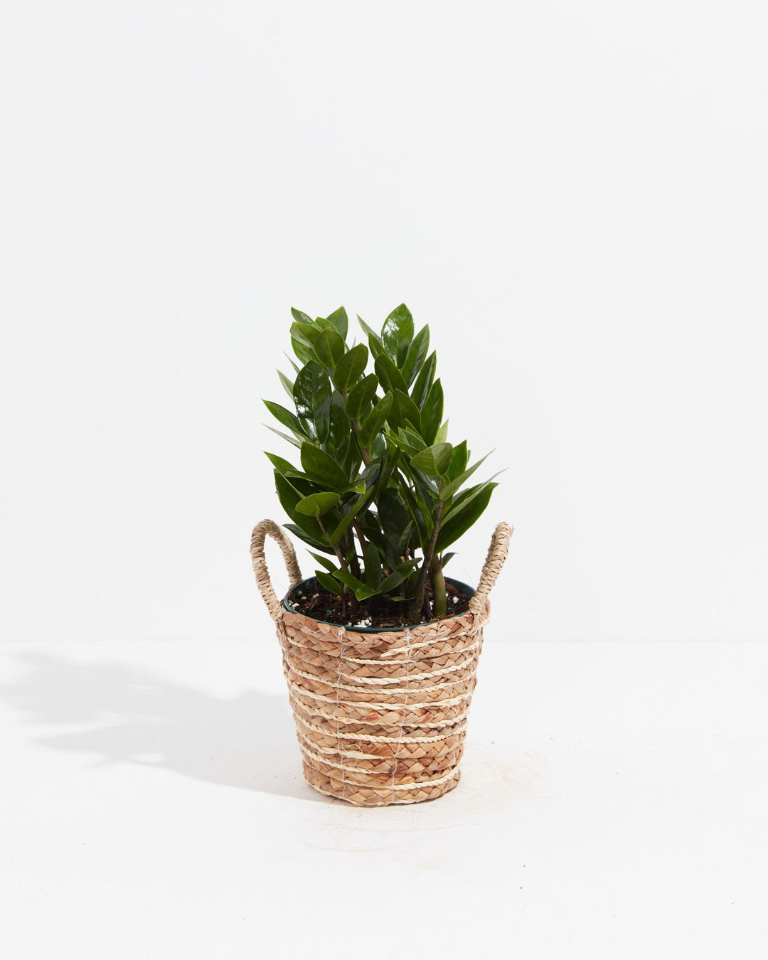 A small, vibrant ZZ plant with thick, glossy green leaves is potted inside a decorative woven seagrass basket that features two small handles on either side. The plant and its basket are centered against a clean, solid white background.
