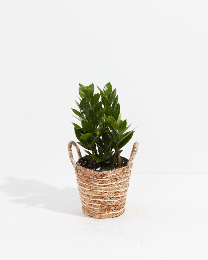 A small, vibrant ZZ plant with thick, glossy green leaves is potted inside a decorative woven seagrass basket that features two small handles on either side. The plant and its basket are centered against a clean, solid white background.