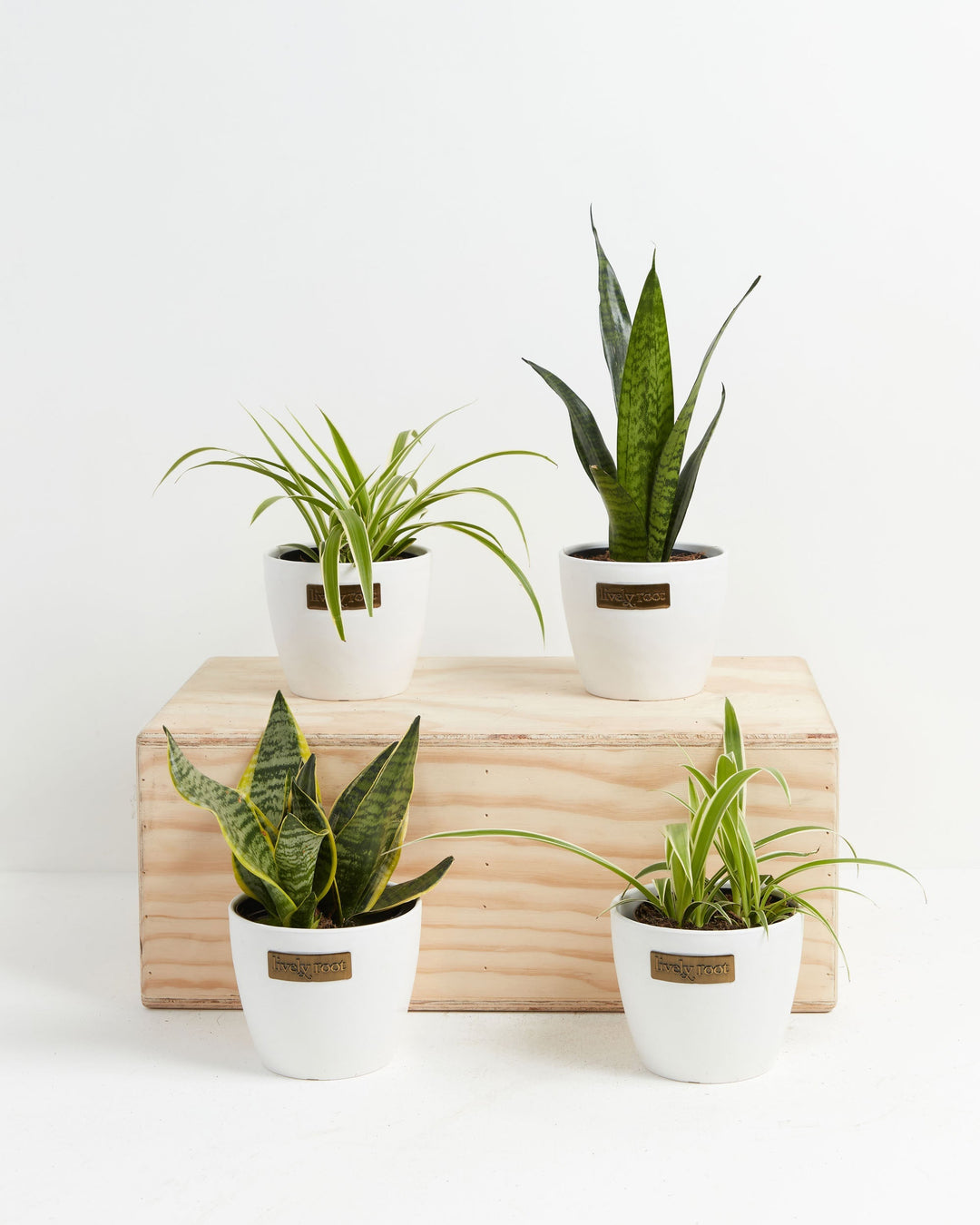 Overcome Your Fears Plant Bundle 4-inch snake plants and spider plants in Lively Root white pots on wood display – ideal low maintenance houseplant gift set
