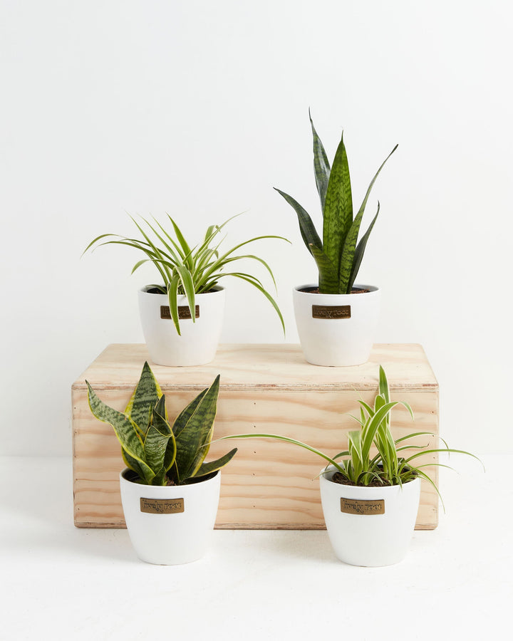 Overcome Your Fears Plant Bundle 4-inch snake plants and spider plants in Lively Root white pots on wood display – ideal low maintenance houseplant gift set