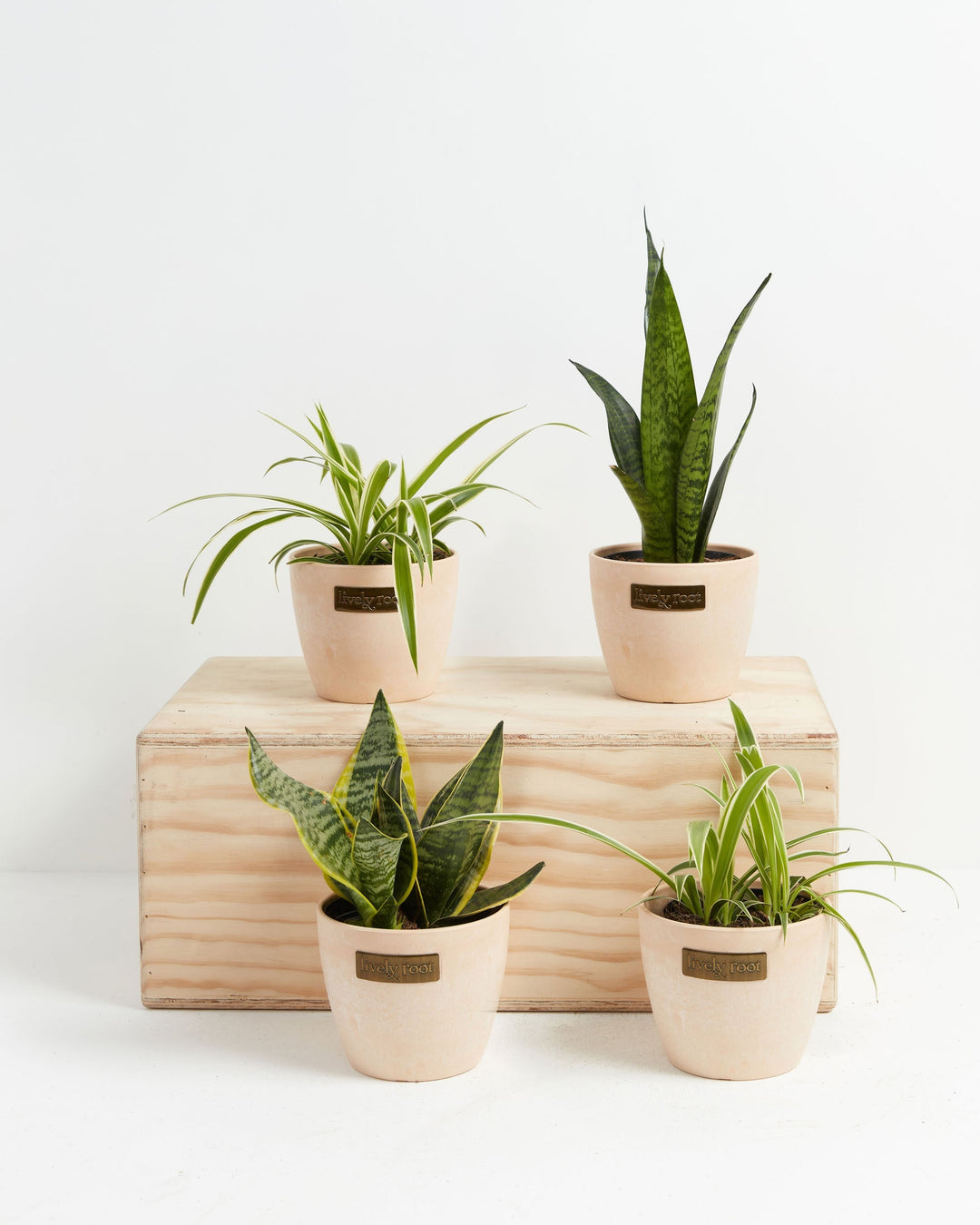Overcome Your Fears Plant Bundle 4-inch snake plants and spider plants in Lively Root blush pink pots on wood crate display – beginner houseplant gift collection