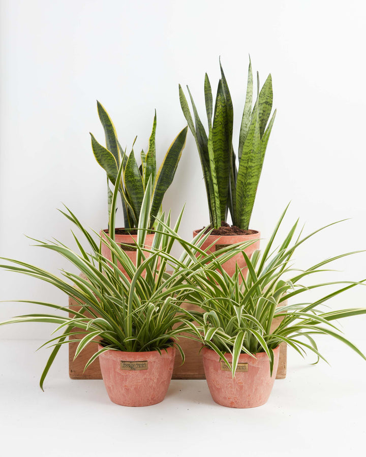 Overcome Your Fears Plant Bundle 6-inch snake plants and spider plants in Lively Root terracotta textured pots – drought tolerant houseplant set for modern boho decor