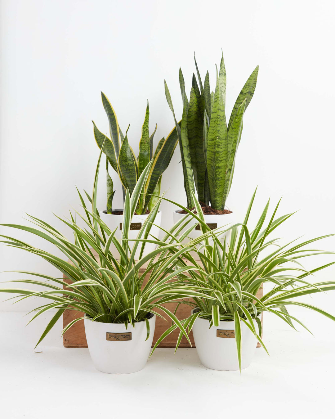 Overcome Your Fears Plant Bundle 6-inch mature snake plants and spider plants in Lively Root white ceramic pots – buy live houseplant bundle online