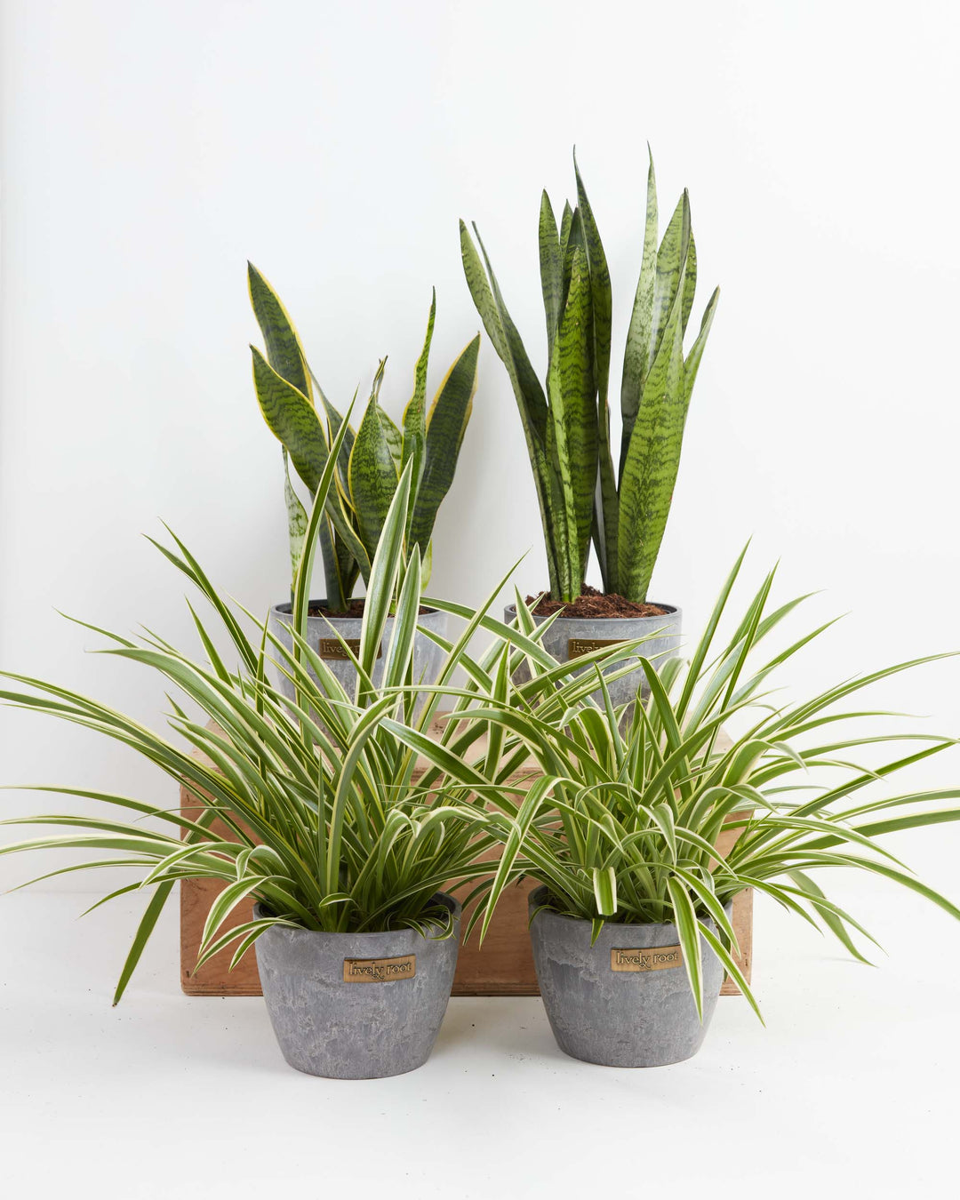 Overcome Your Fears Plant Bundle 6-inch sansevieria and chlorophytum in Lively Root grey stone pots on wood display – apartment-friendly air purifying plants