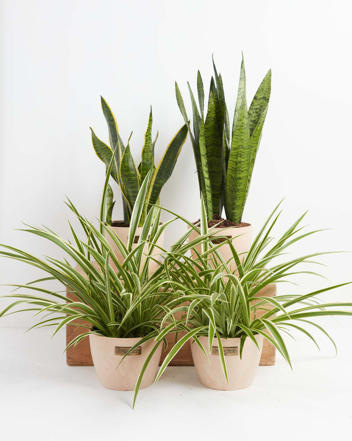 Overcome Your Fears Plant Bundle 6-inch sansevieria and spider plants in Lively Root blush pink pots on wood crate – easy care indoor plant bundle shipped to your door