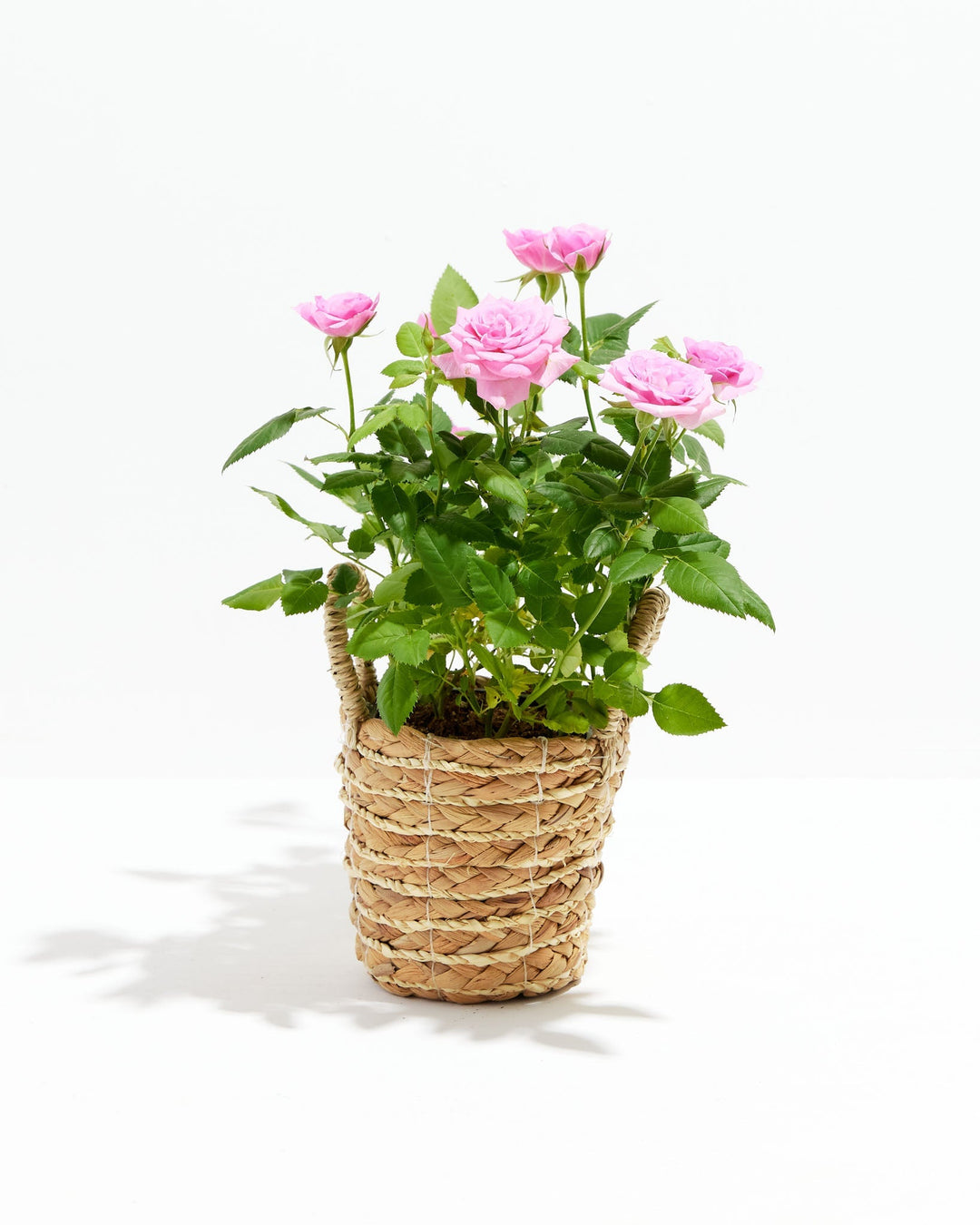 4-inch Pink Miniature Rose (Rosa chinensis minima) in a natural woven seagrass basket planter with twin handles with multiple blooming and budding soft pink roses on bright green thorny stems on a white background