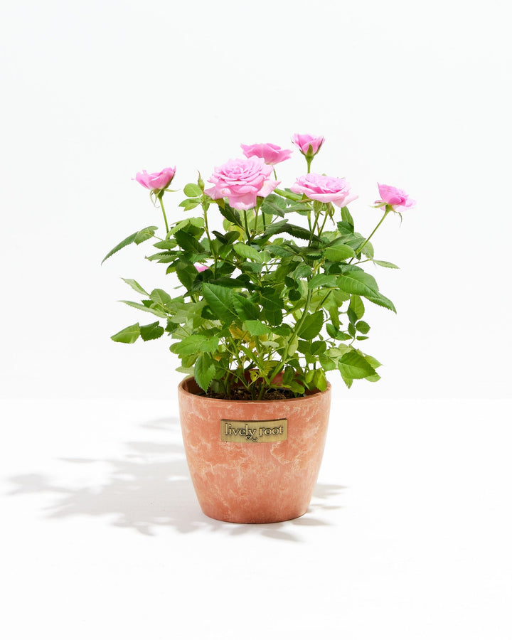 4-inch Pink Miniature Rose (Rosa chinensis minima) in a round terracotta pink marbled ceramic Lively Root branded pot with multiple blooming and budding soft pink roses on bright green thorny stems on a white background