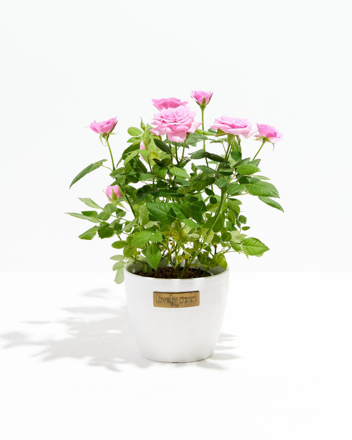 4-inch Pink Miniature Rose (Rosa chinensis minima) in a round white ceramic Lively Root branded pot with multiple blooming and budding soft pink roses on bright green thorny stems on a white background