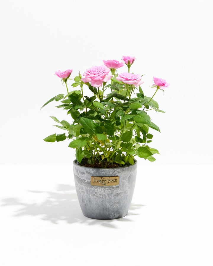 4-inch Pink Miniature Rose (Rosa chinensis minima) in a round grey marbled ceramic Lively Root branded pot with multiple blooming and budding soft pink roses on bright green thorny stems on a white background