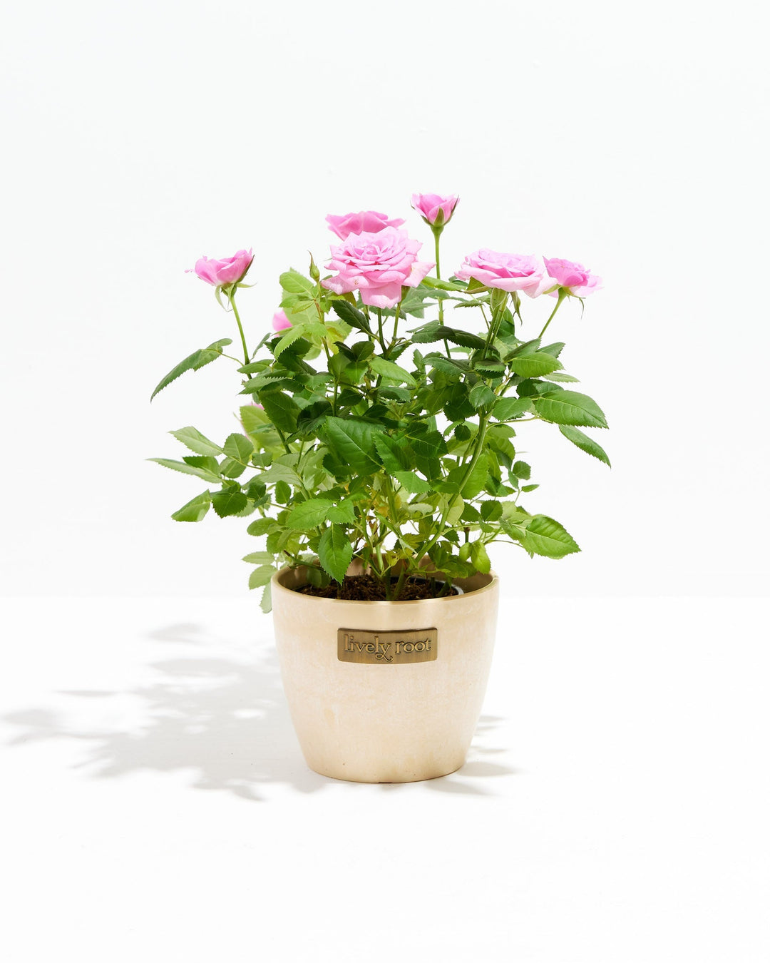 4-inch Pink Miniature Rose (Rosa chinensis minima) in a round cream ceramic Lively Root branded pot with multiple blooming and budding soft pink roses on bright green thorny stems on a white background