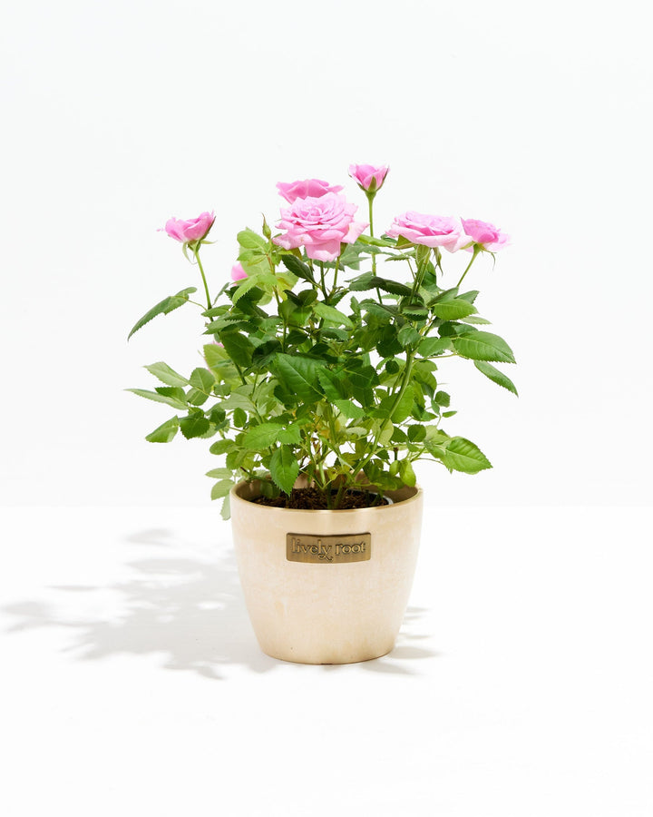 4-inch Pink Miniature Rose (Rosa chinensis minima) in a round cream ceramic Lively Root branded pot with multiple blooming and budding soft pink roses on bright green thorny stems on a white background