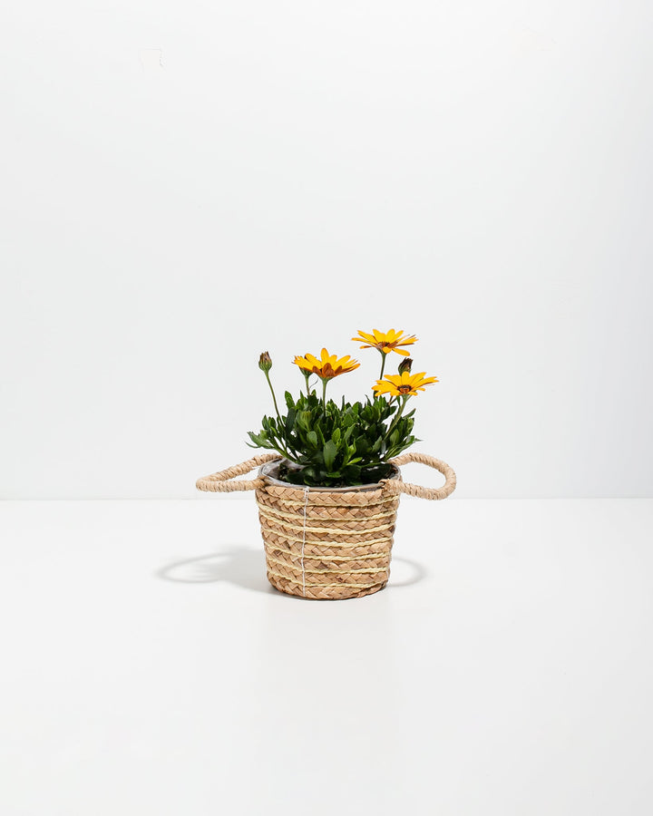 Gold African Daisy
