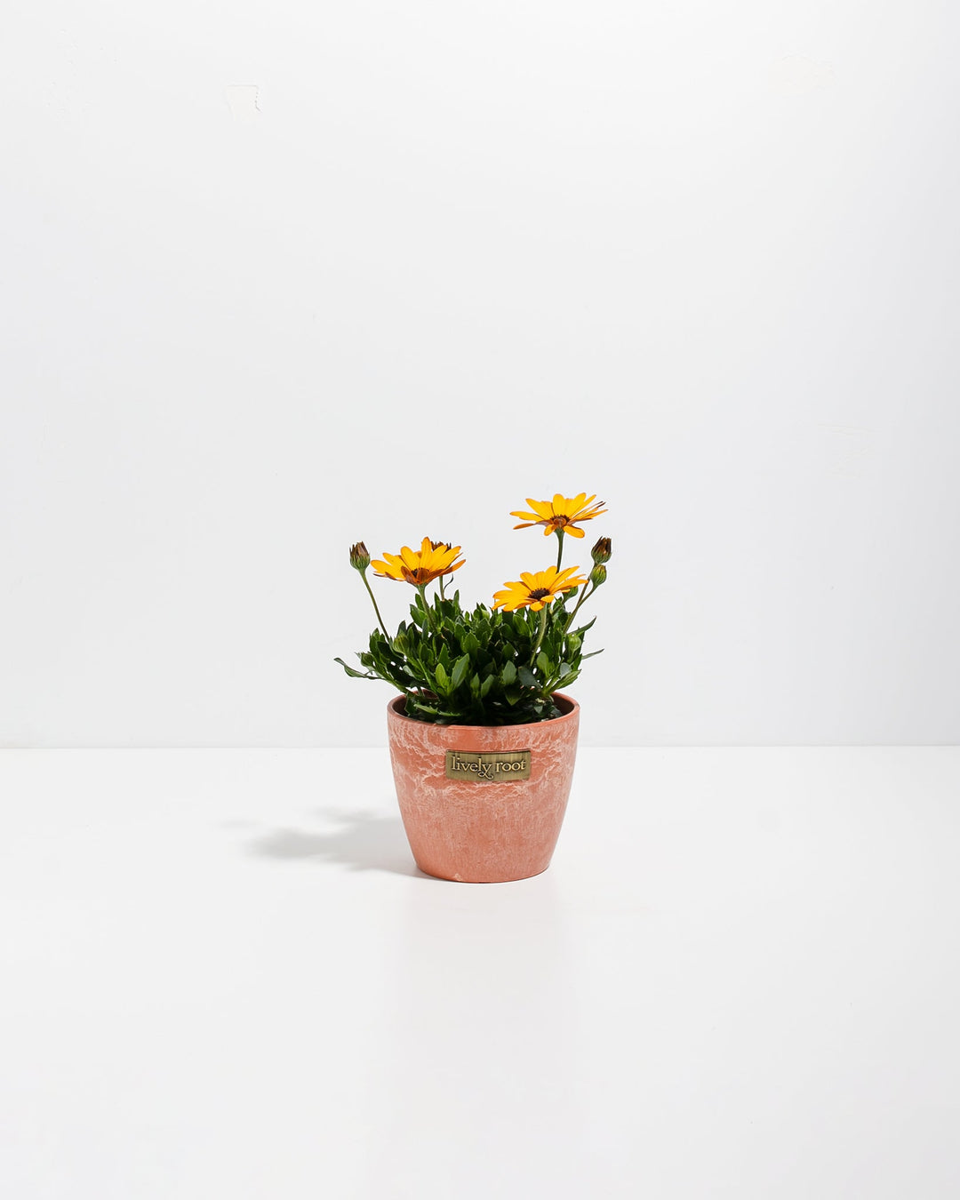 Gold African Daisy