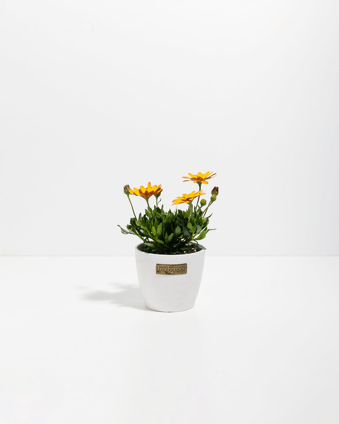 Gold African Daisy