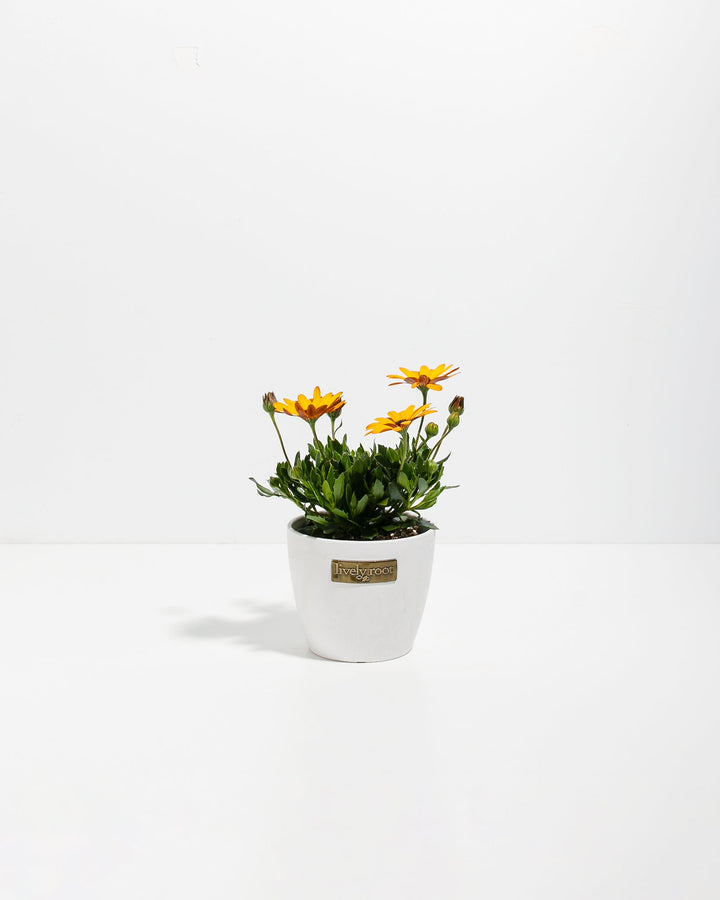 Gold African Daisy