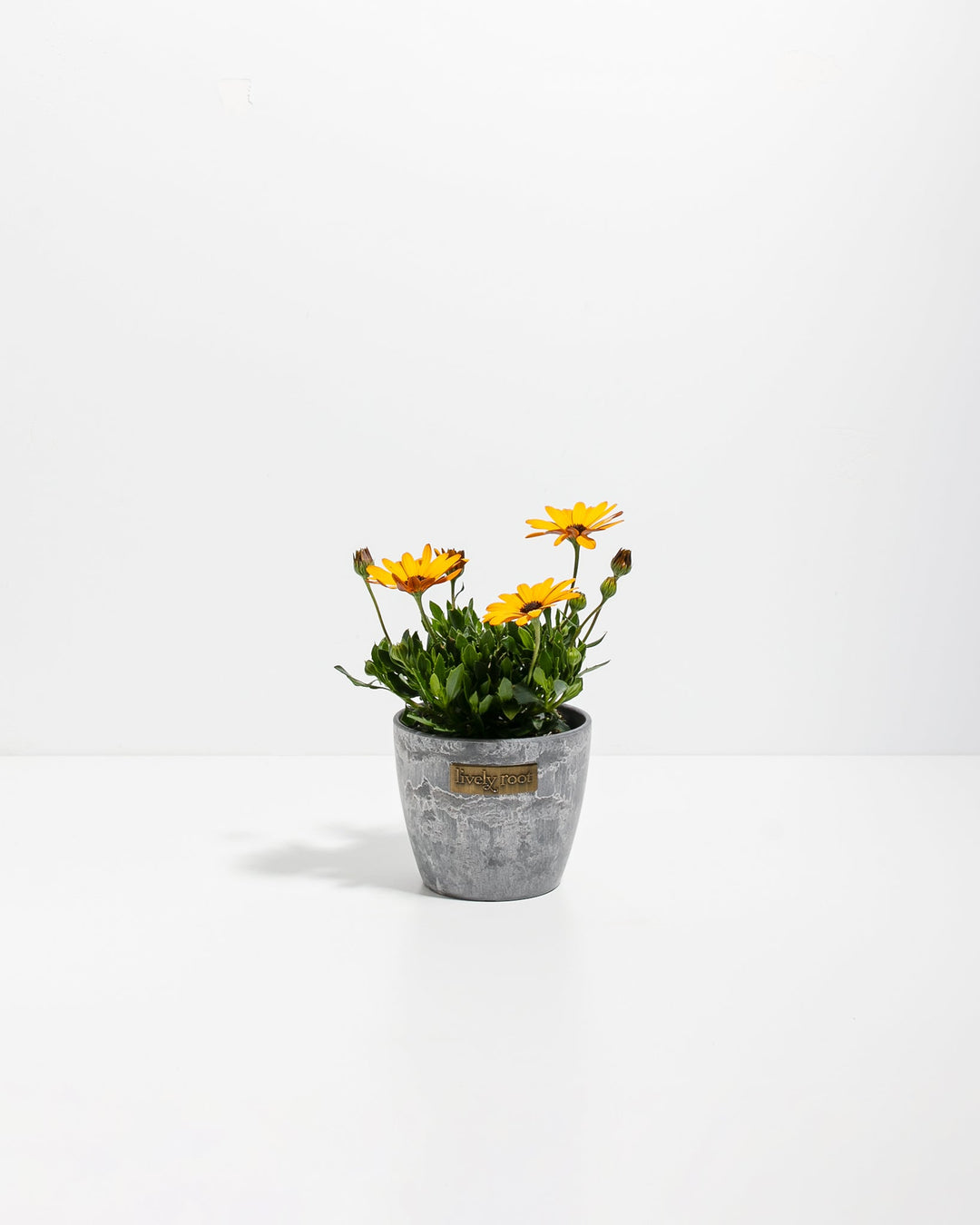 Gold African Daisy