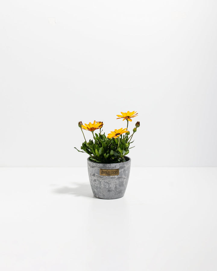 Gold African Daisy