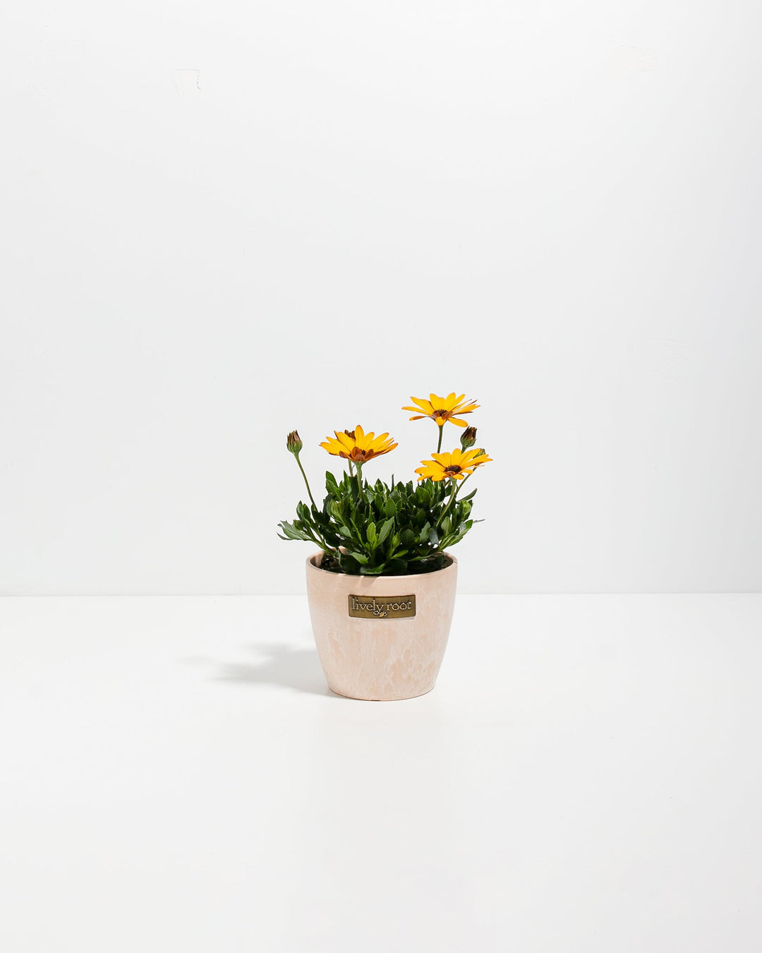 Gold African Daisy