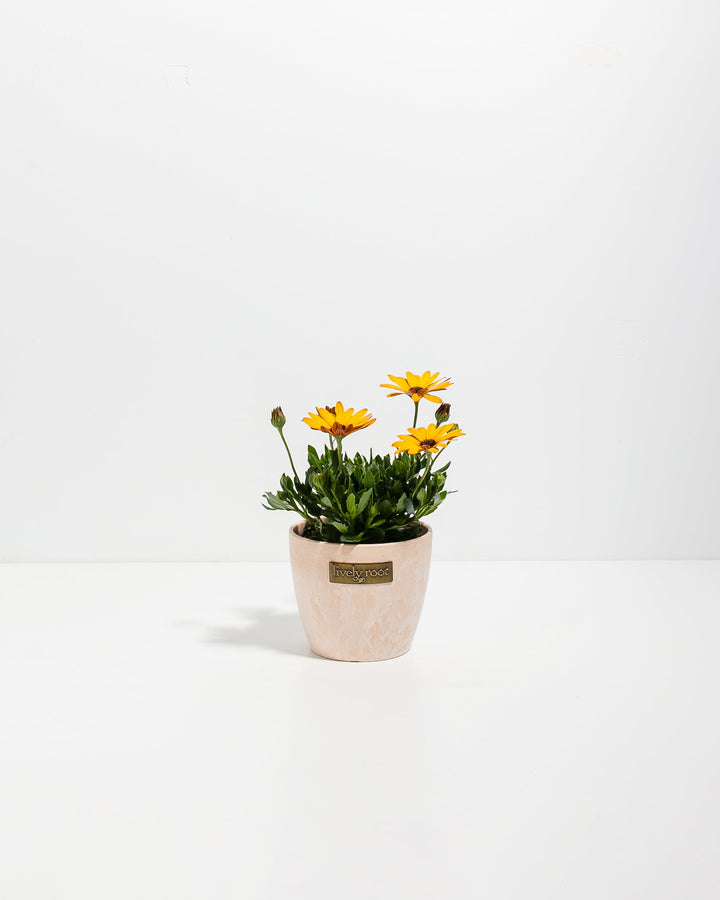 Gold African Daisy