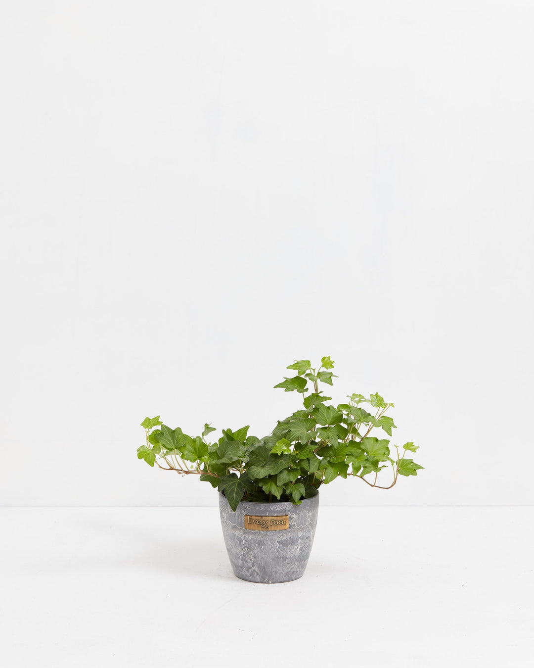 California Ivy