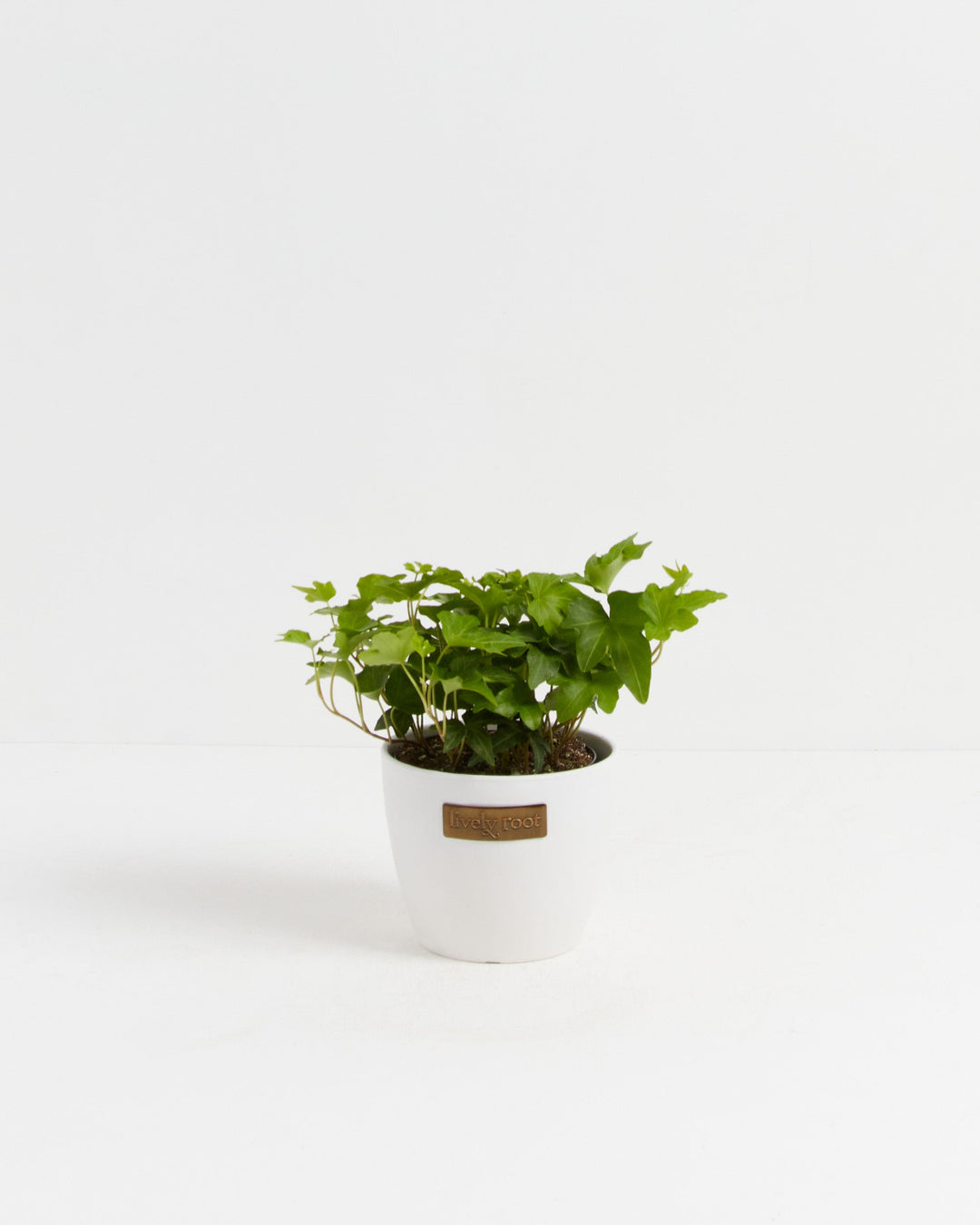 California Ivy