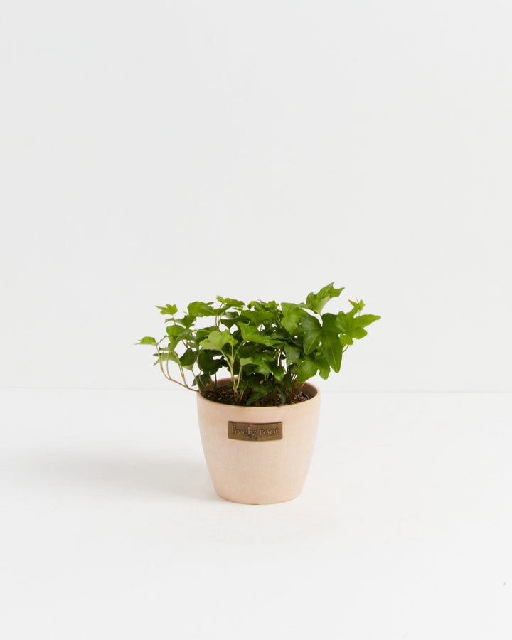 California Ivy