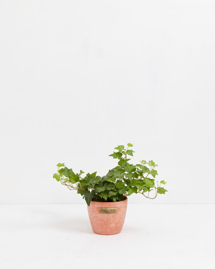 California Ivy