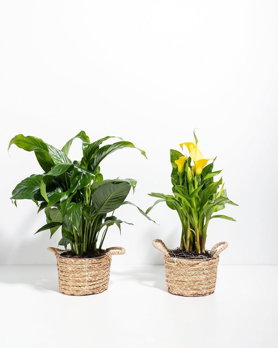 Sympathy Blooms Duo