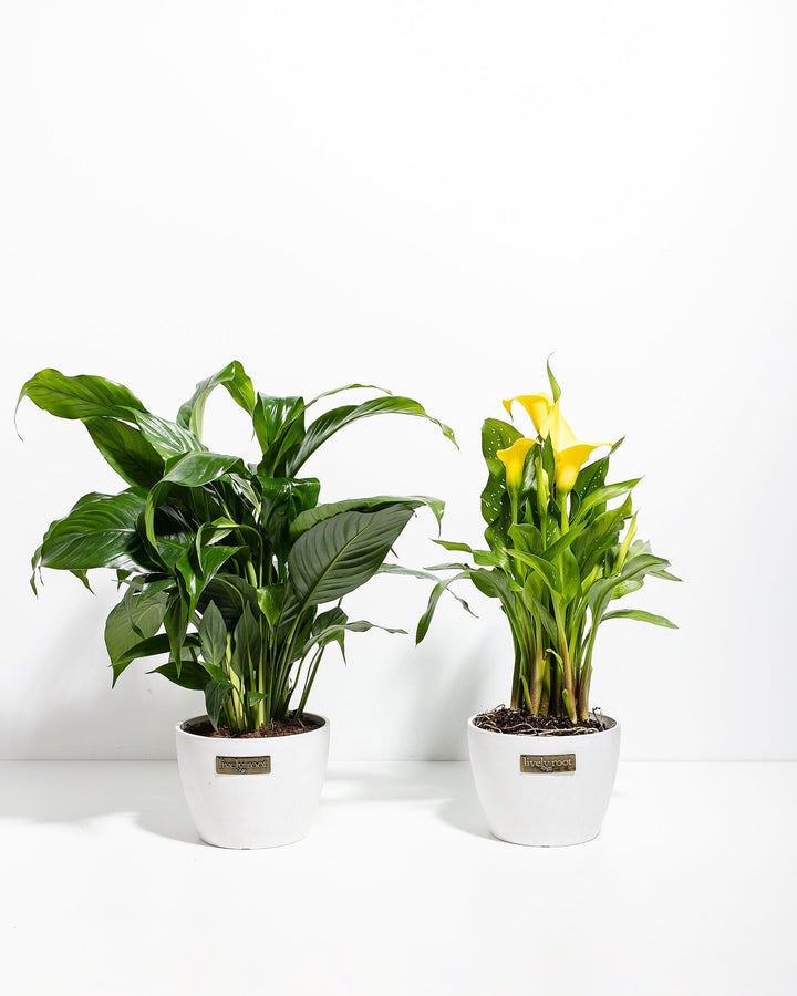 Sympathy Blooms Duo