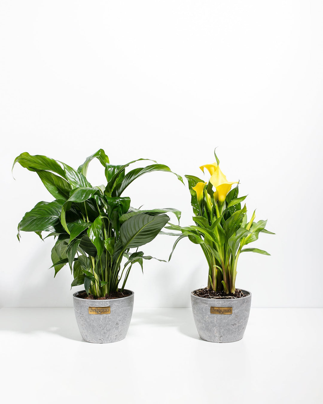 Sympathy Blooms Duo