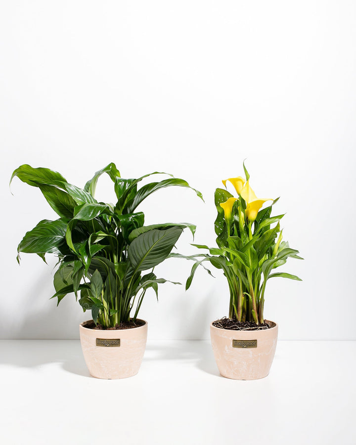 Sympathy Blooms Duo