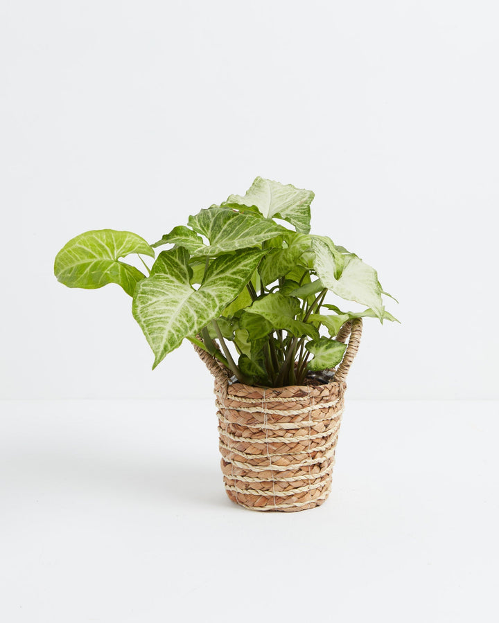 Syngonium White Butterfly arrowhead plant with lush green and white marbled foliage spilling over a natural woven seagrass basket on a white background