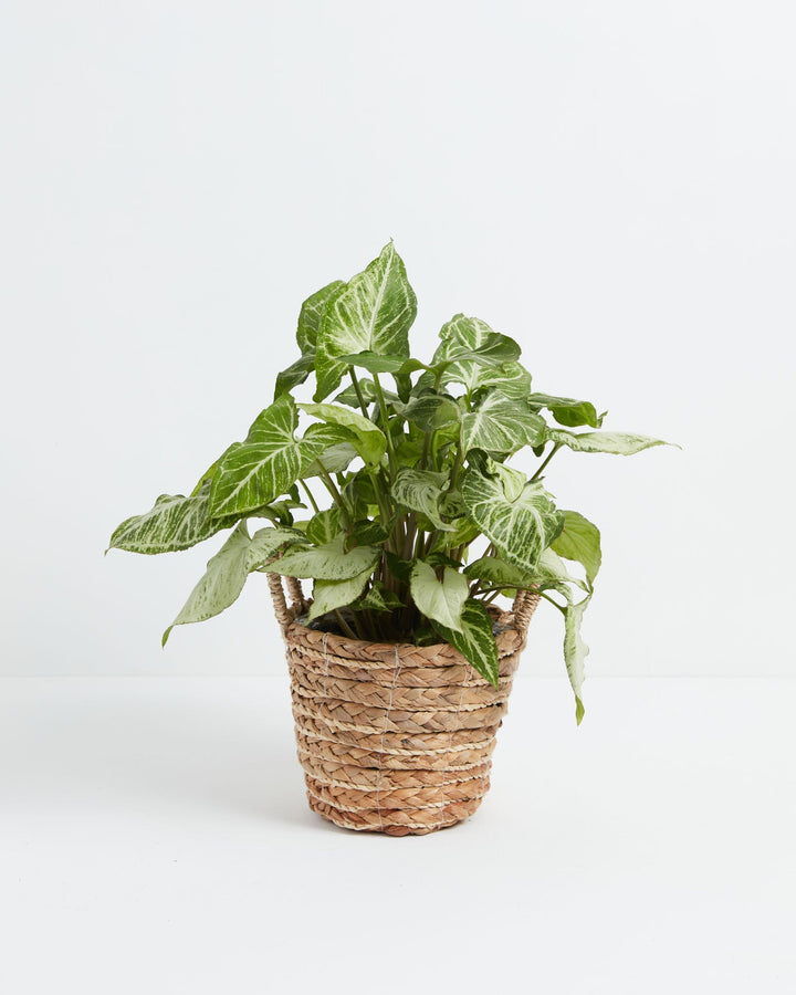 Full and bushy Syngonium White Butterfly with bold green and white veined leaves overflowing a handled woven seagrass basket on a white background