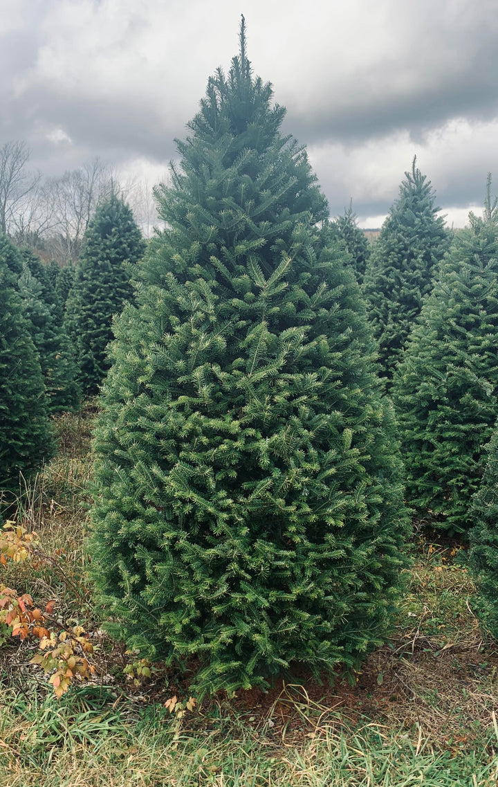 7ft Balsam Fir Christmas Tree