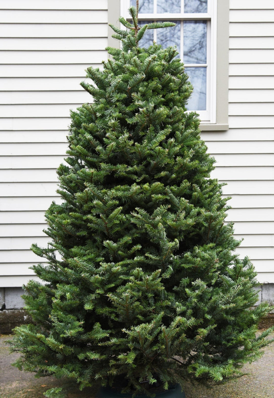 7ft Balsam Fir Christmas Tree