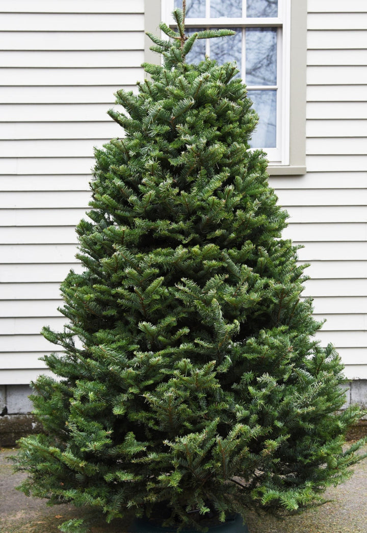 7ft Balsam Fir Christmas Tree