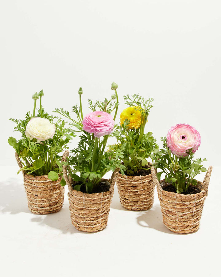 Ranunculus Garden Collection