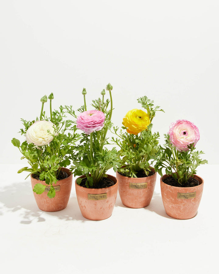 Ranunculus Garden Collection