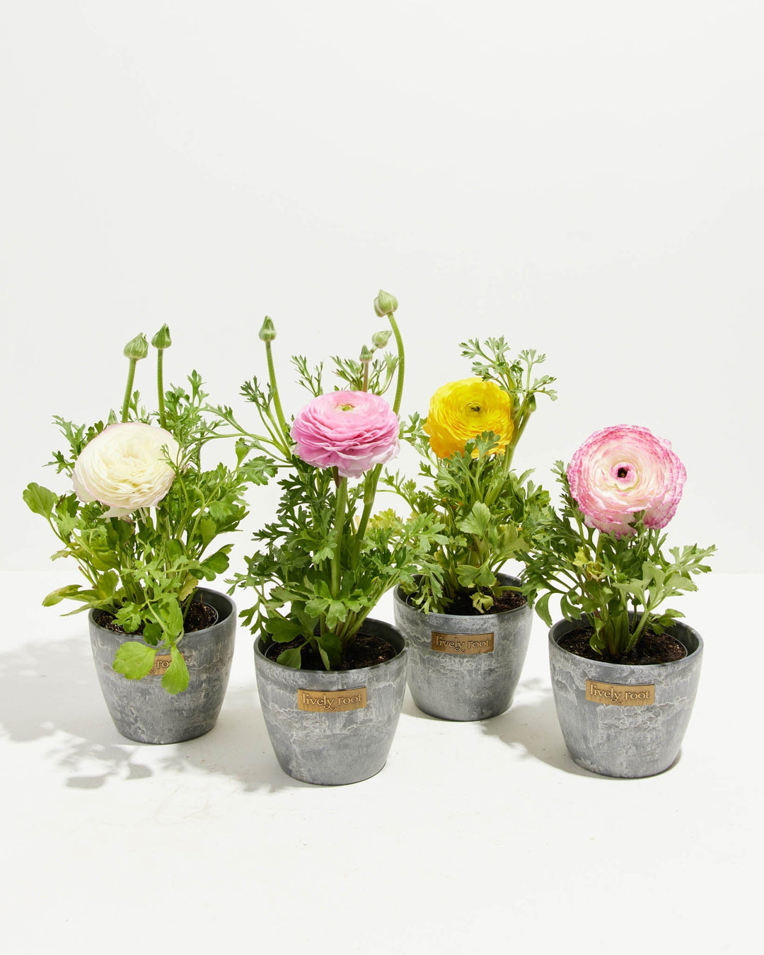 Ranunculus Garden Collection