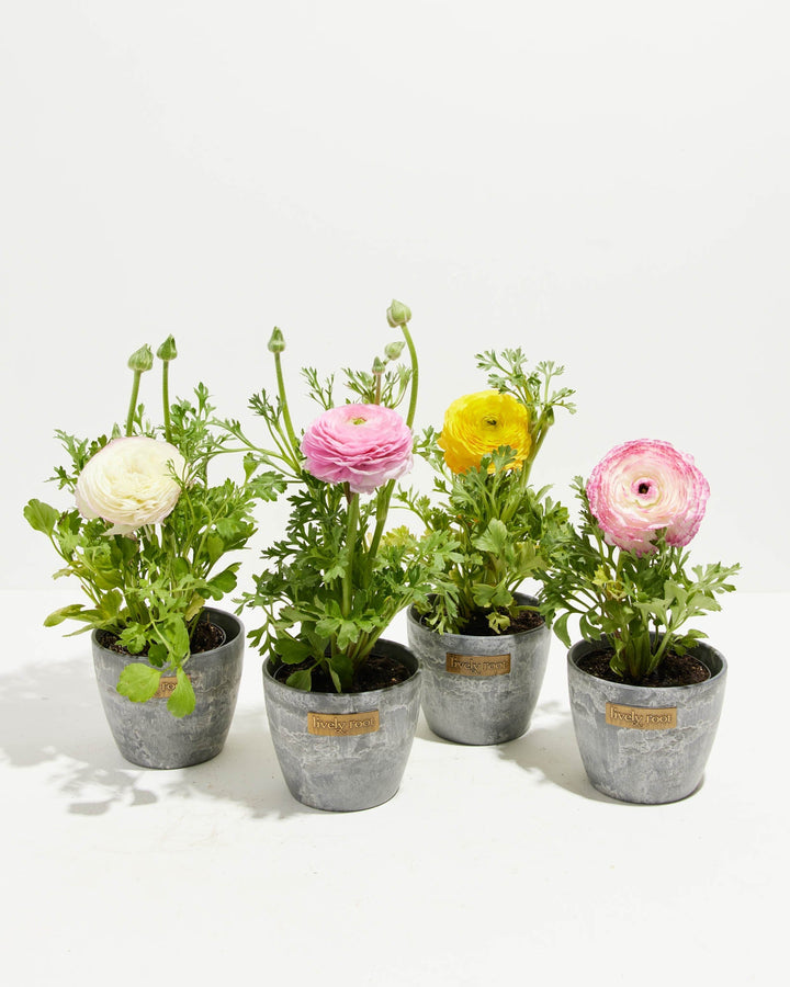 Ranunculus Garden Collection