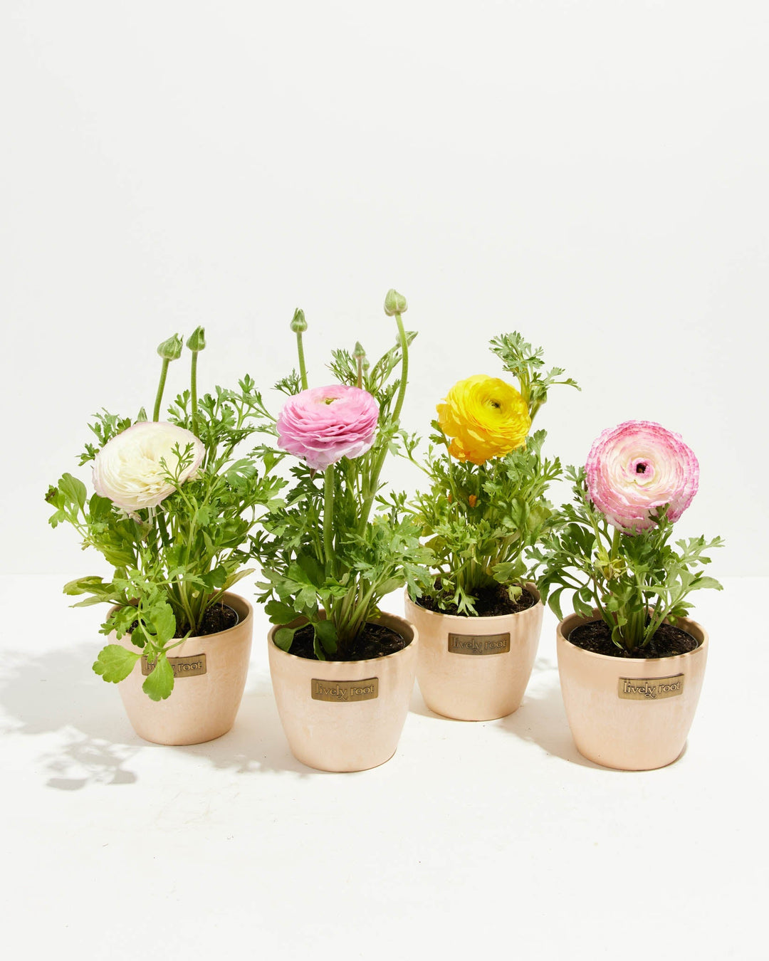 Ranunculus Garden Collection