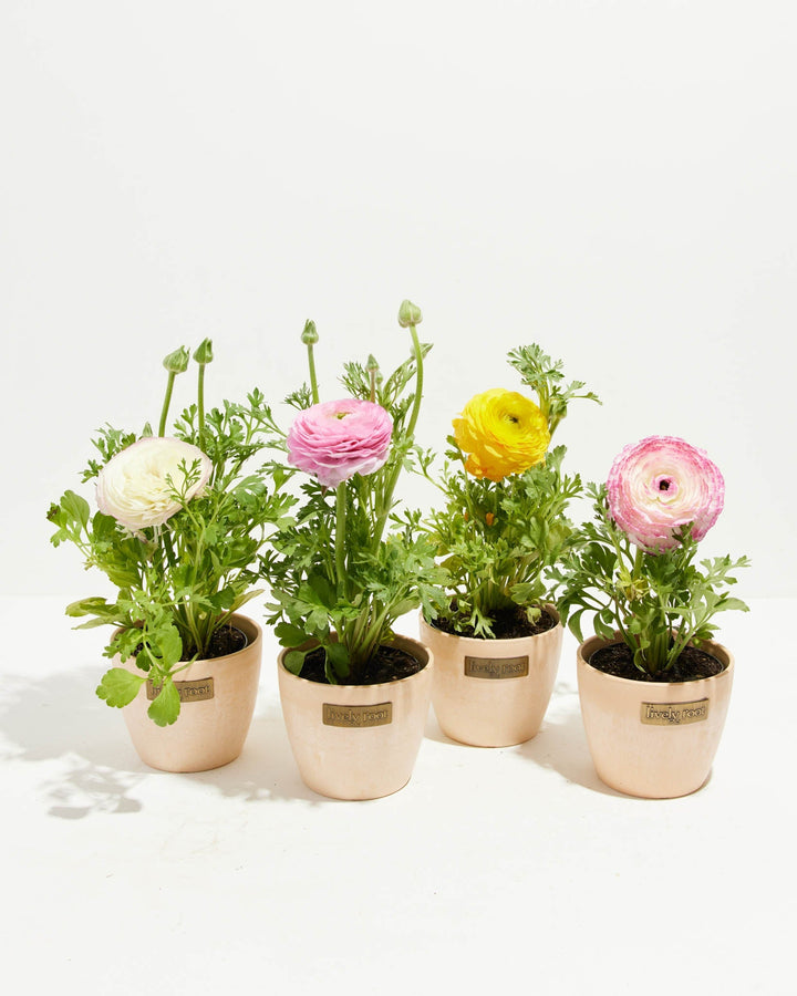 Ranunculus Garden Collection