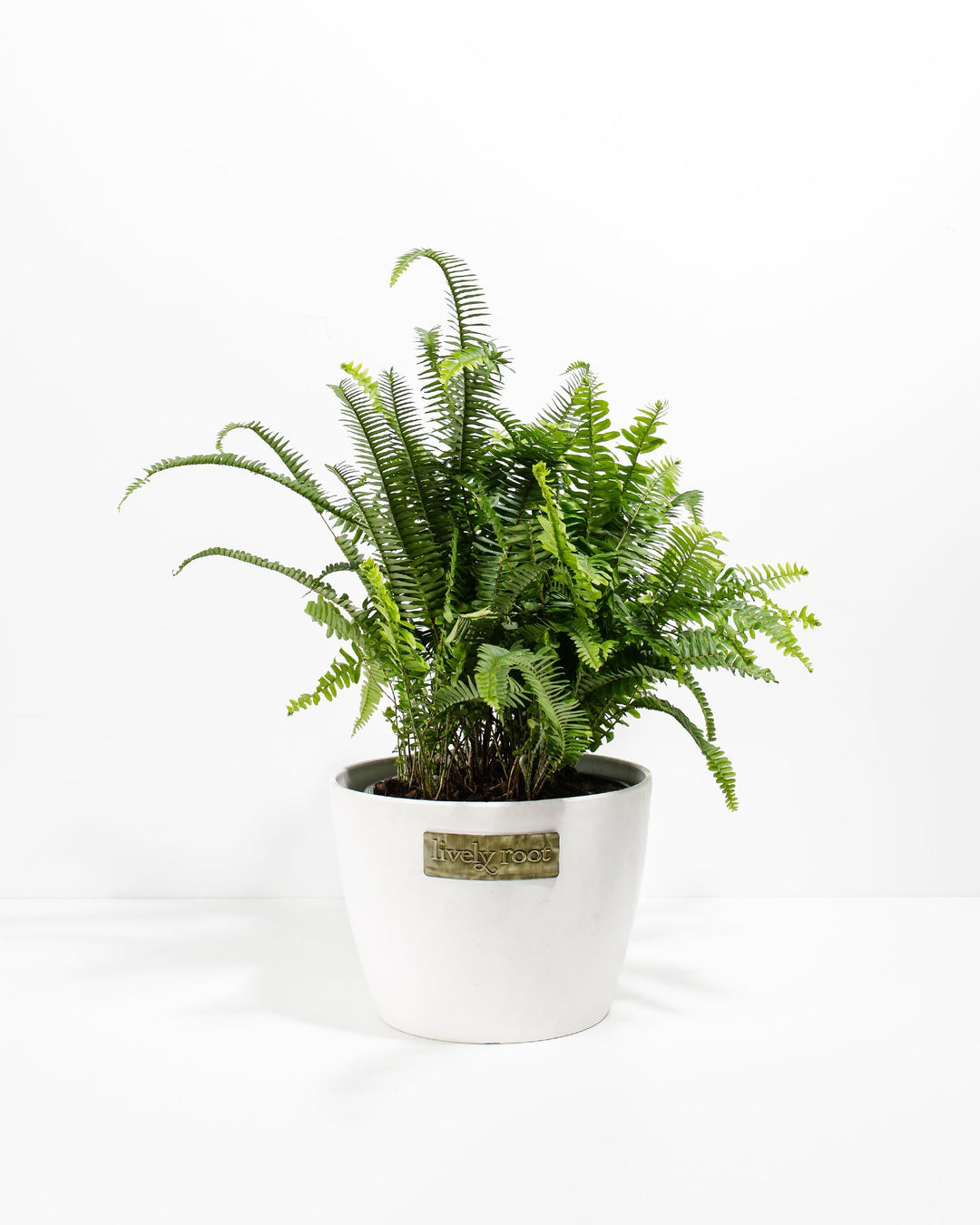 Kimberly Queen Fern