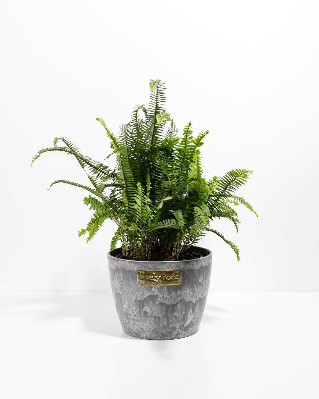 Kimberly Queen Fern