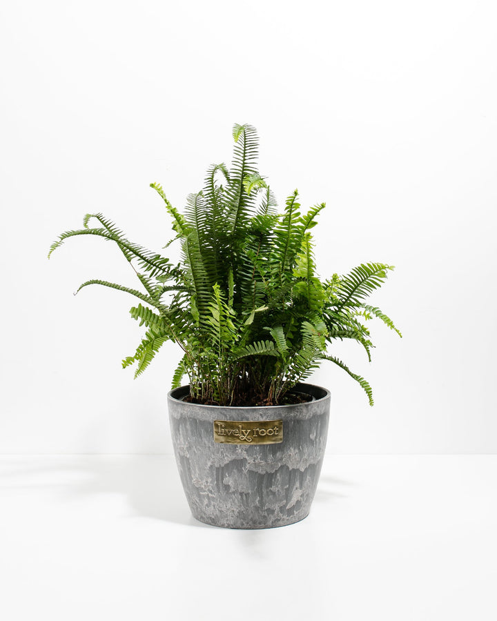 Kimberly Queen Fern