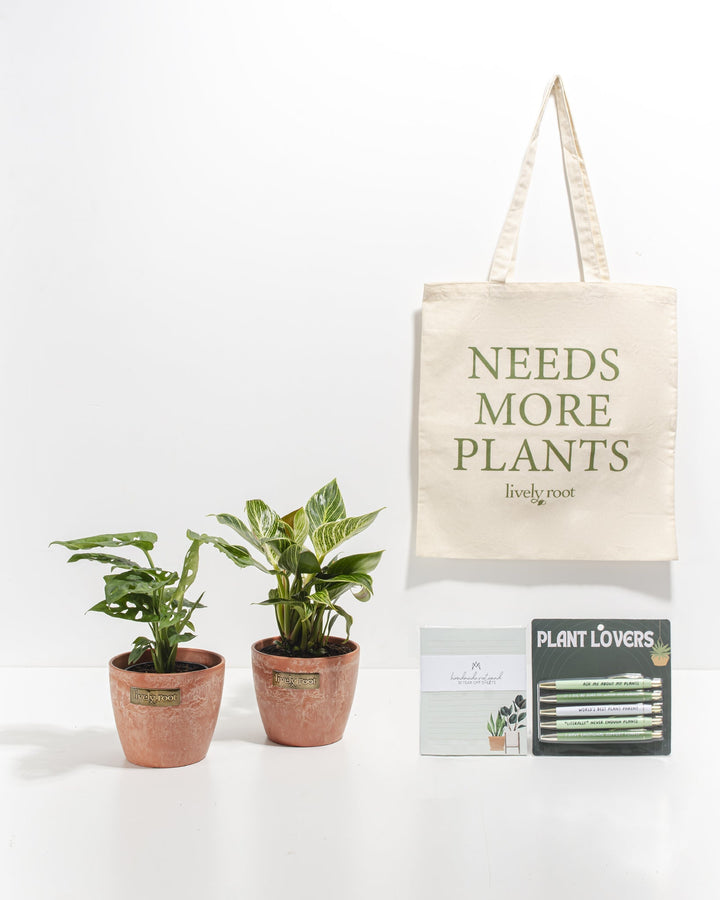 Study Buddy Care Package: Unique Plants