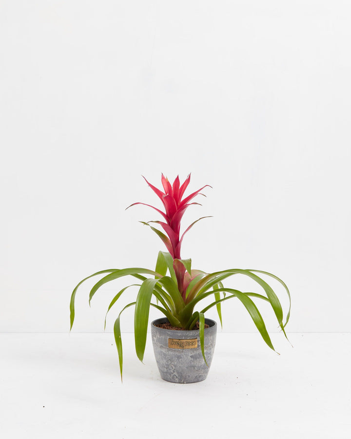 A full view of a Bromeliad Guzmania plant featuring a vibrant pinkish-red flower spike emerging from a rosette of arching green leaves, presented in a gray textured Lively Root decorative planter against a white background.