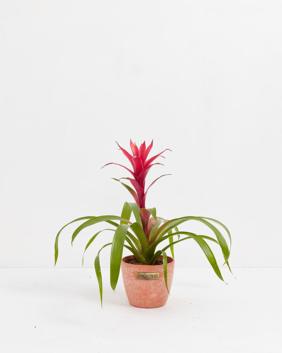 A full view of a Bromeliad Guzmania plant featuring a vibrant pinkish-red flower spike emerging from a rosette of arching green leaves, presented in a terracotta-colored textured Lively Root decorative planter against a white background.