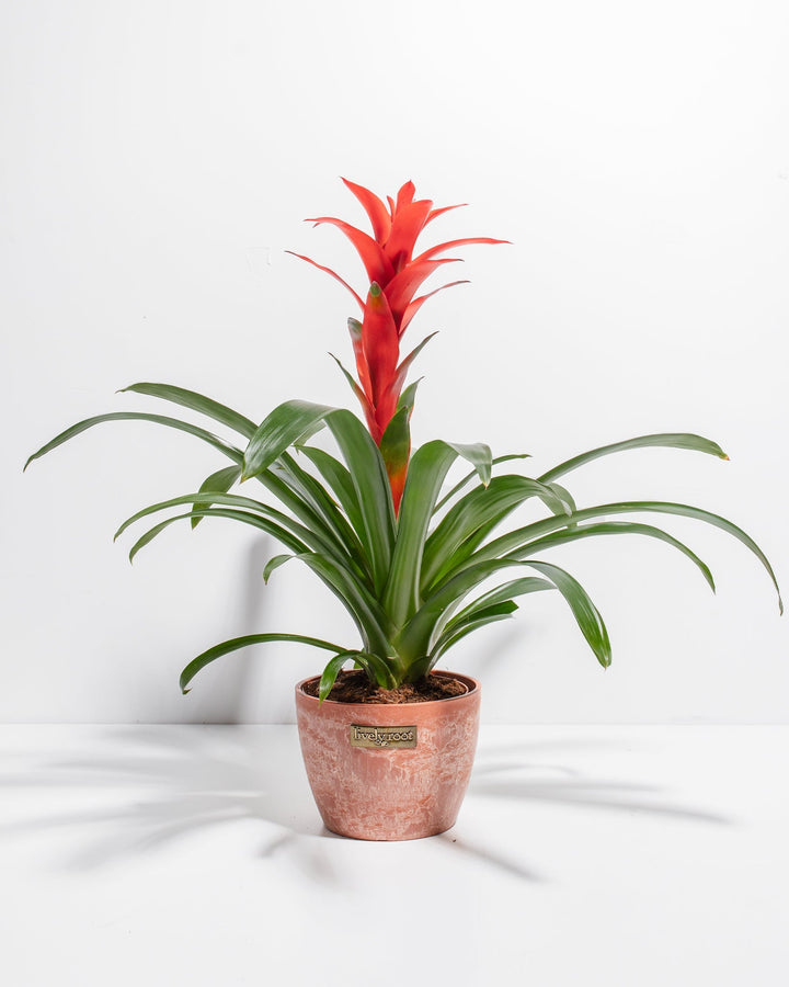 A full view of a Bromeliad Guzmania plant featuring a vibrant red flower spike emerging from a rosette of arching green leaves, presented in a terracotta-colored textured Lively Root decorative planter against a white background.